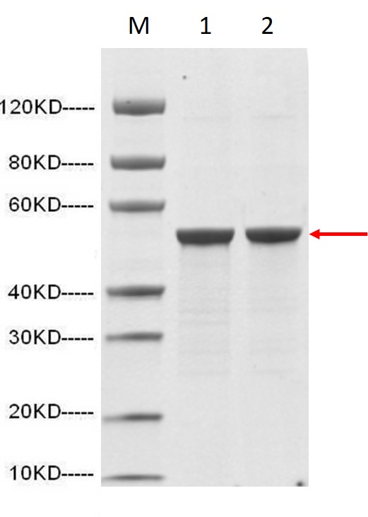 1: 2 μg of N-protein , reducing (R)<br />2: 2 μg of N-protein, non-reducing (N)